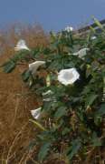 Datura stramonio.JPG